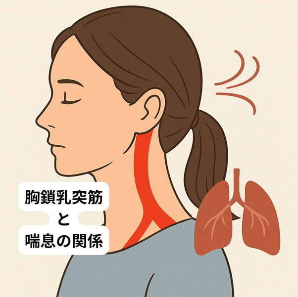 胸鎖乳突筋と喘息の関係