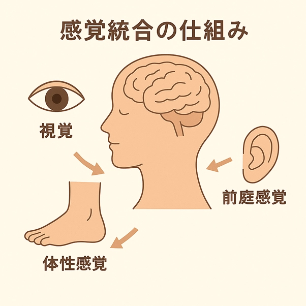 感覚統合の仕組み