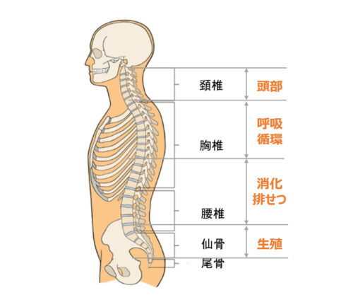 脊柱の高さによってアプローチできる症状が異なります